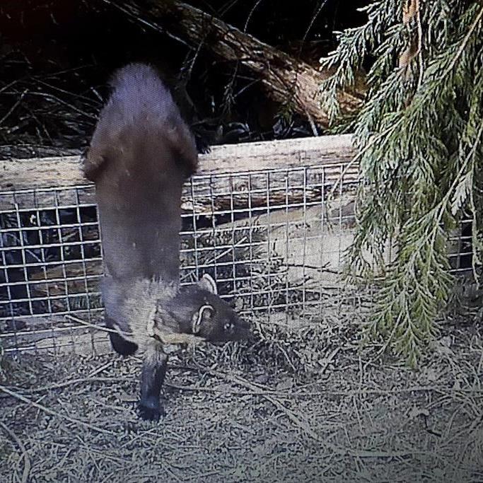 Pine martens are returned to southern England for the first time in a century